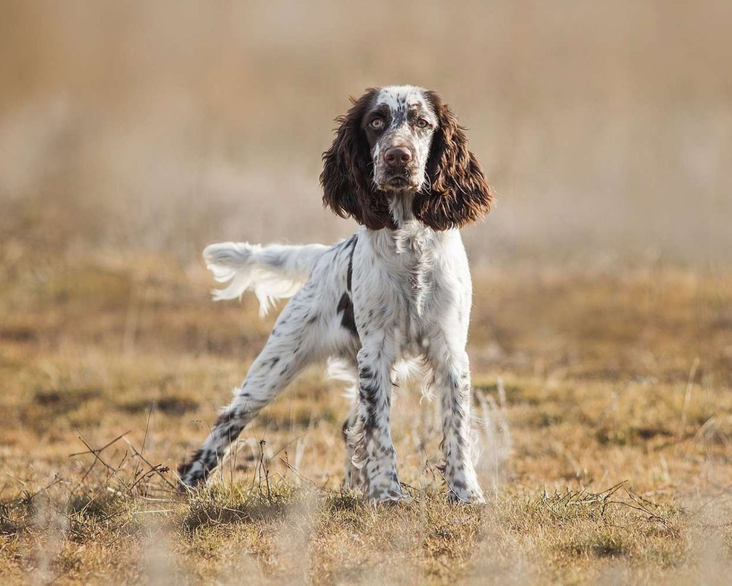 20-surprising-facts-about-english-springer-spaniel