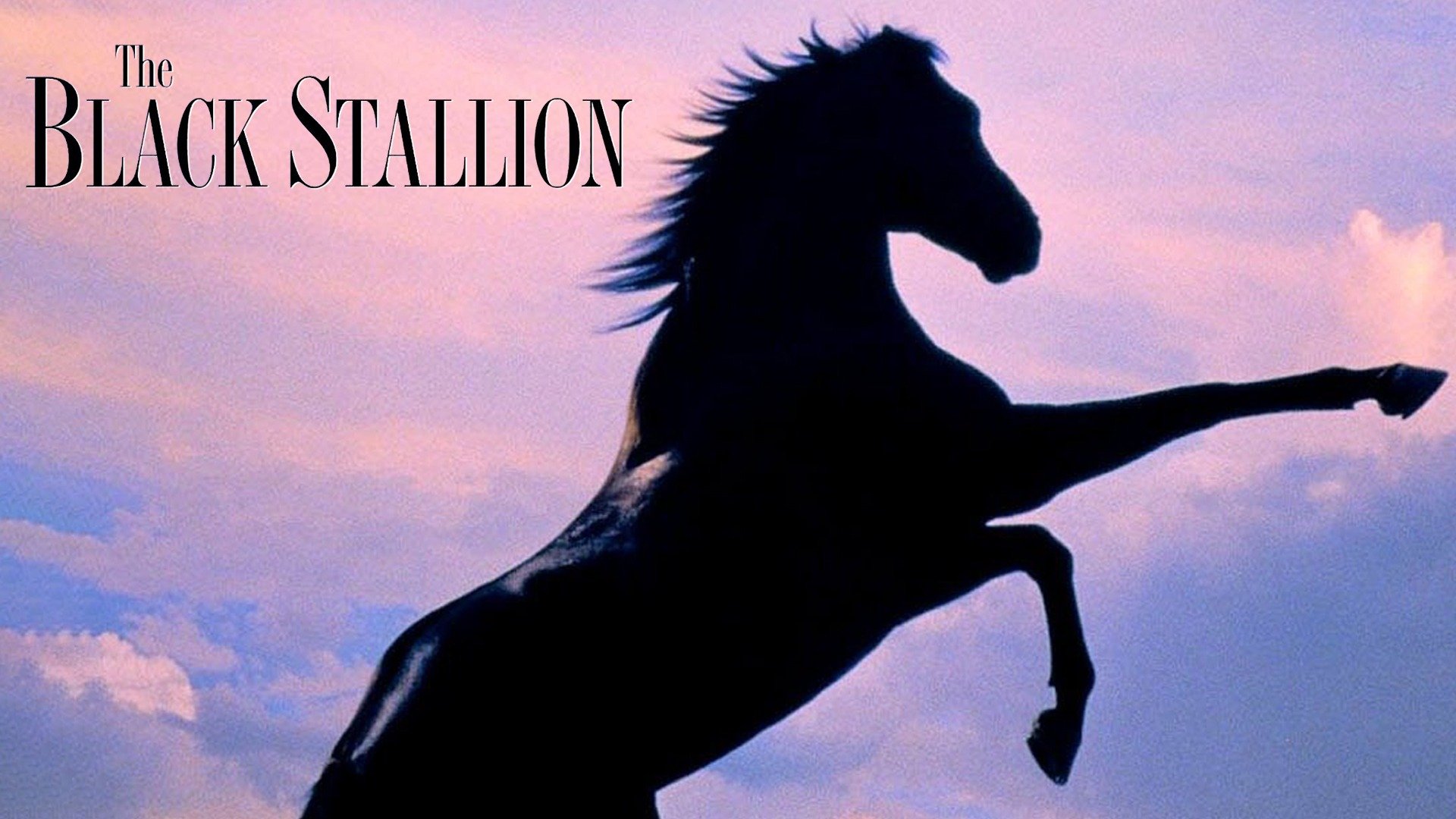 34-facts-about-the-movie-the-black-stallion