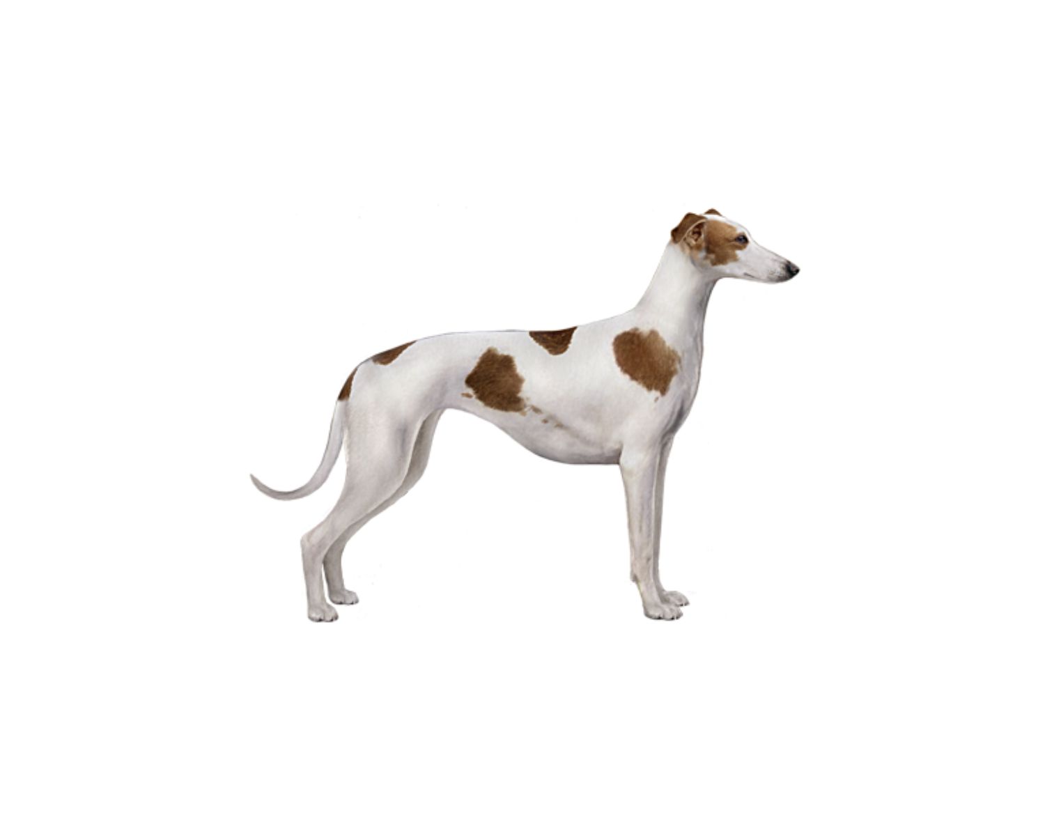 8-astonishing-facts-about-polish-greyhound