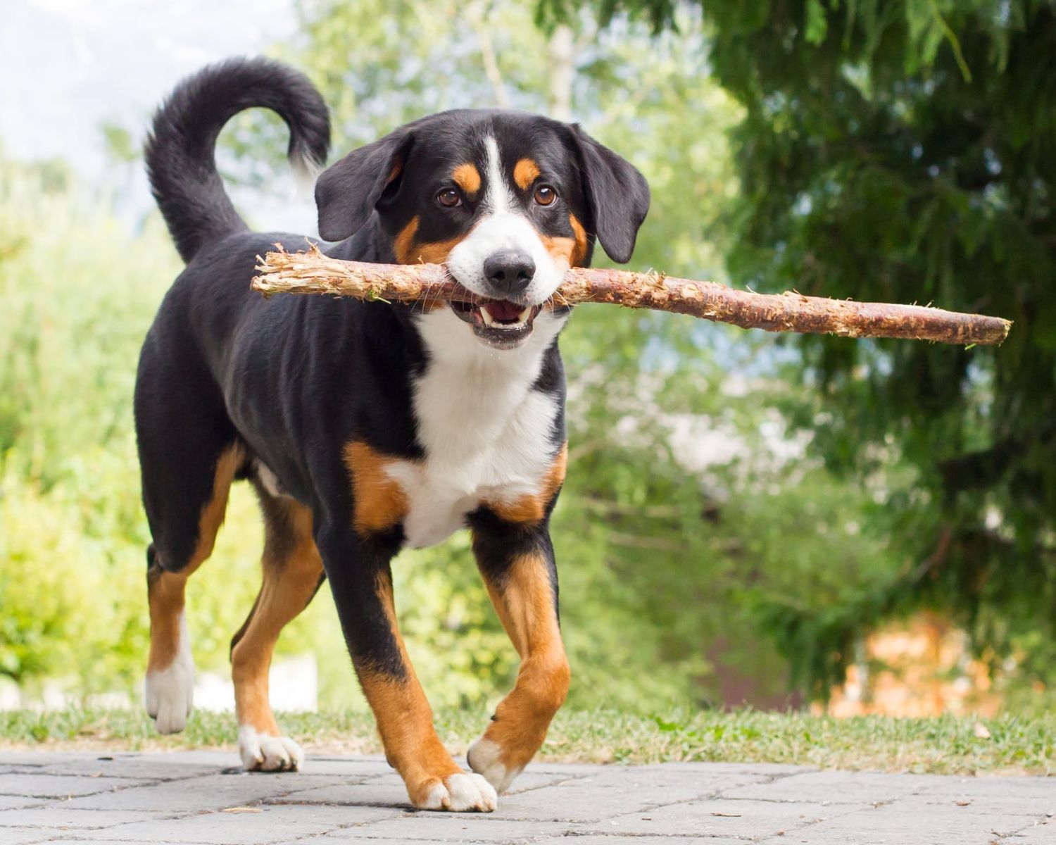 8-astounding-facts-about-appenzeller-sennenhund