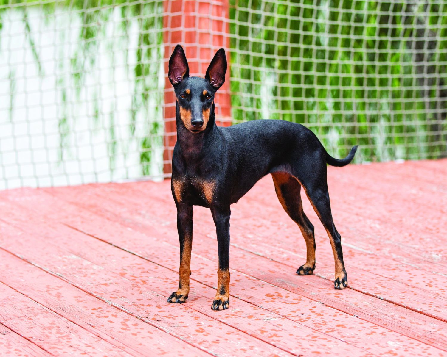 8-astounding-facts-about-manchester-terrier