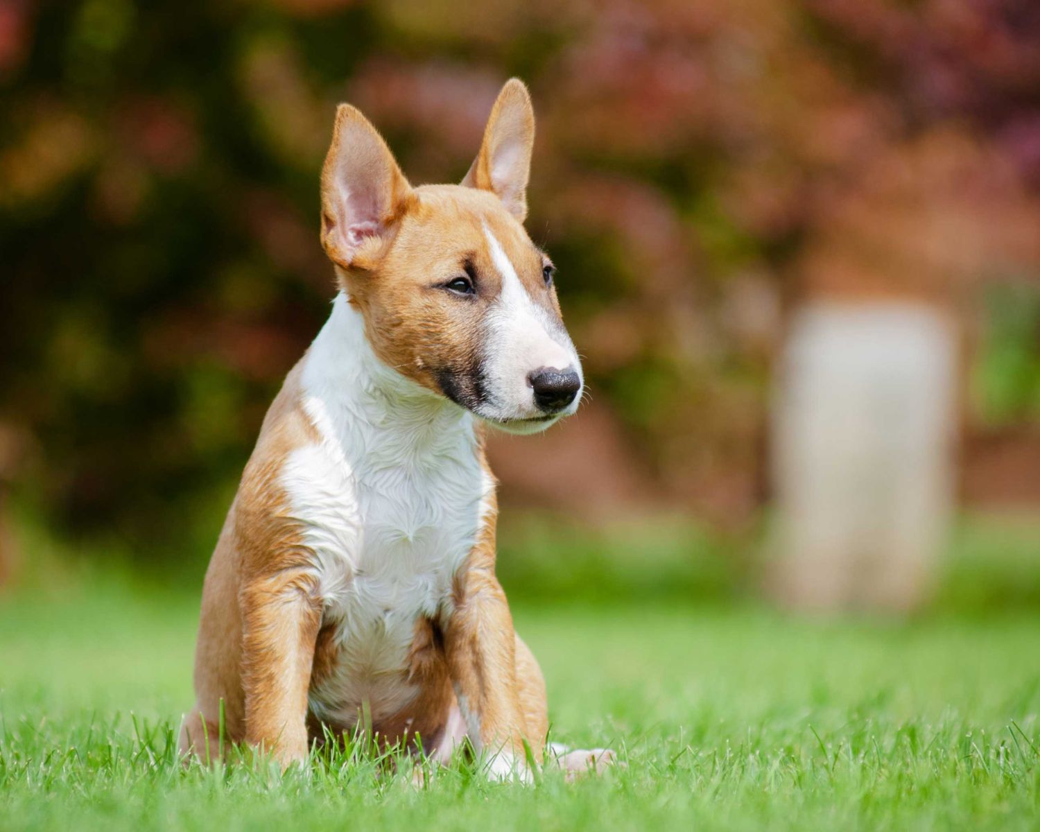 8-astounding-facts-about-miniature-bull-terrier