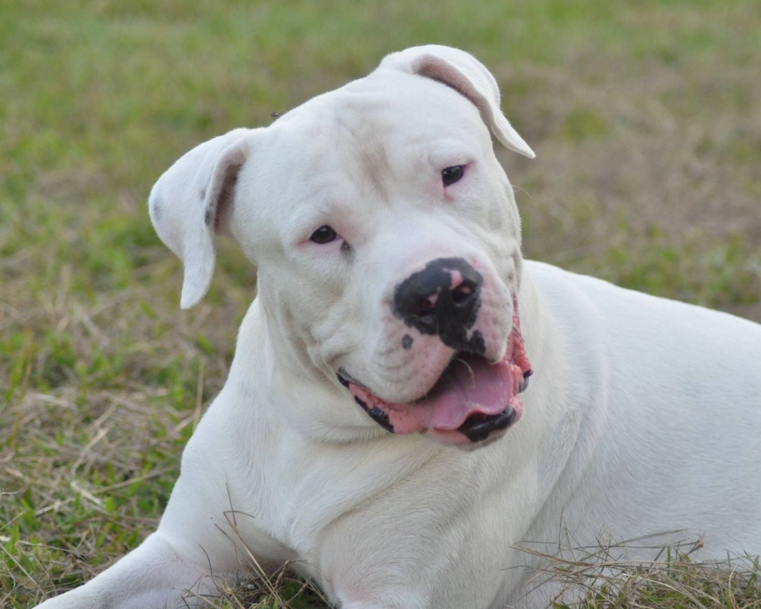The Significance of Adequate Maintenance and Nutritional Support for the  Longevity of Your Dogo Argentino.