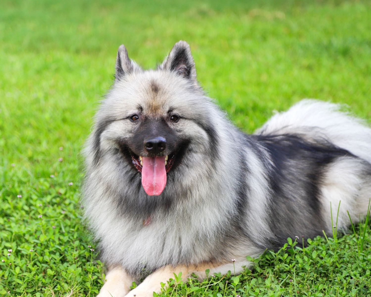 8-captivating-facts-about-keeshond