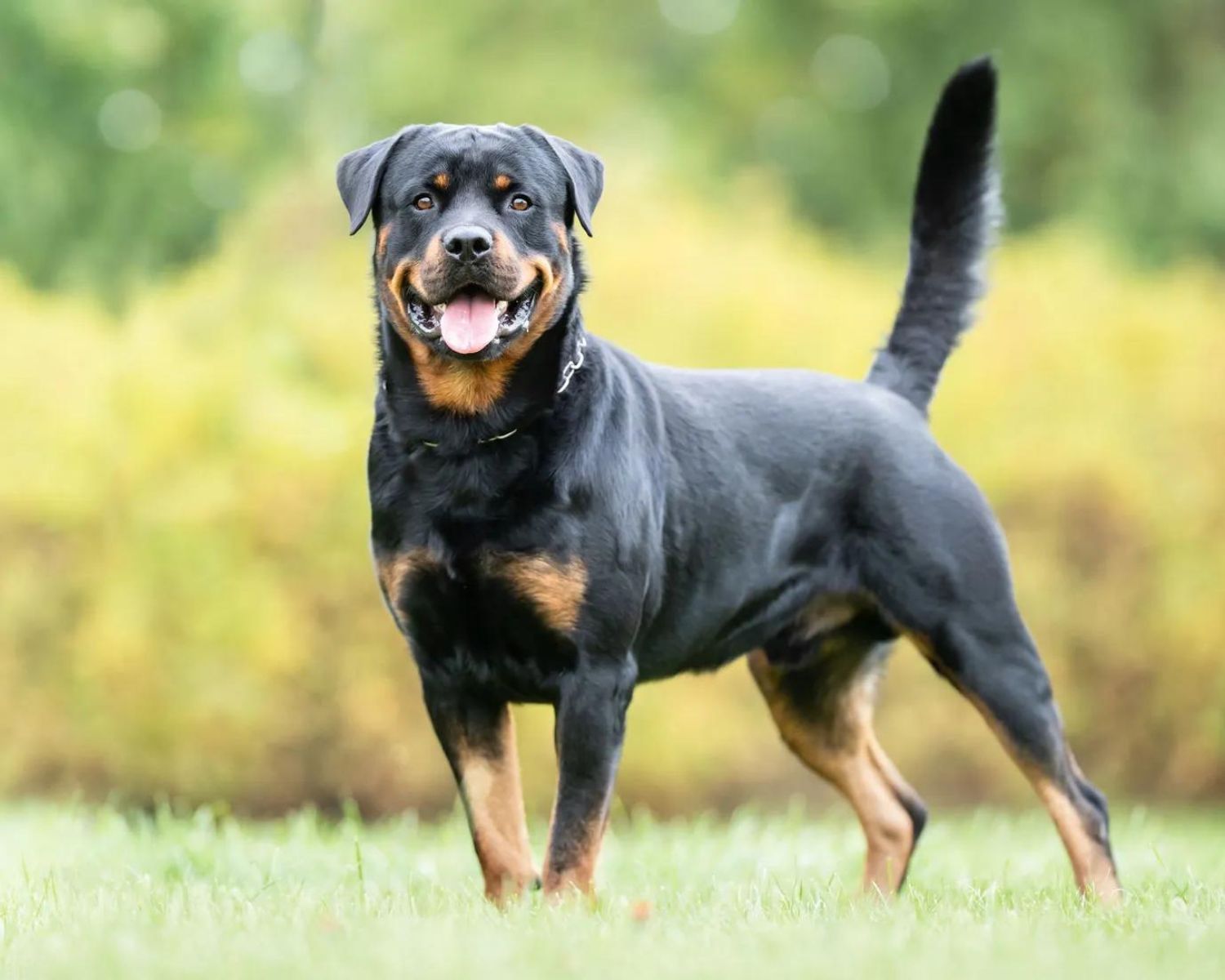 8 Captivating Facts About Rottweiler - Facts.net