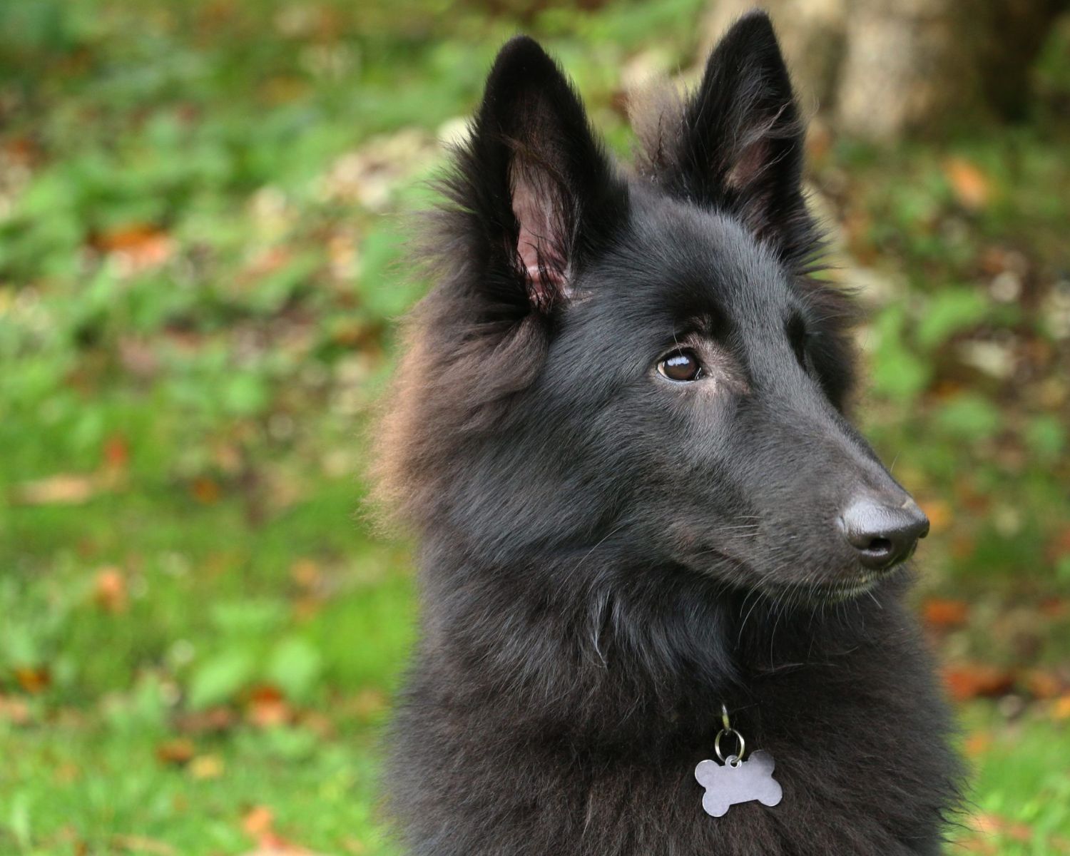 8-enigmatic-facts-about-belgian-sheepdog