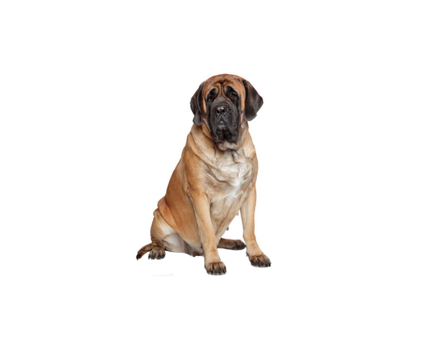 8-extraordinary-facts-about-belgian-mastiff