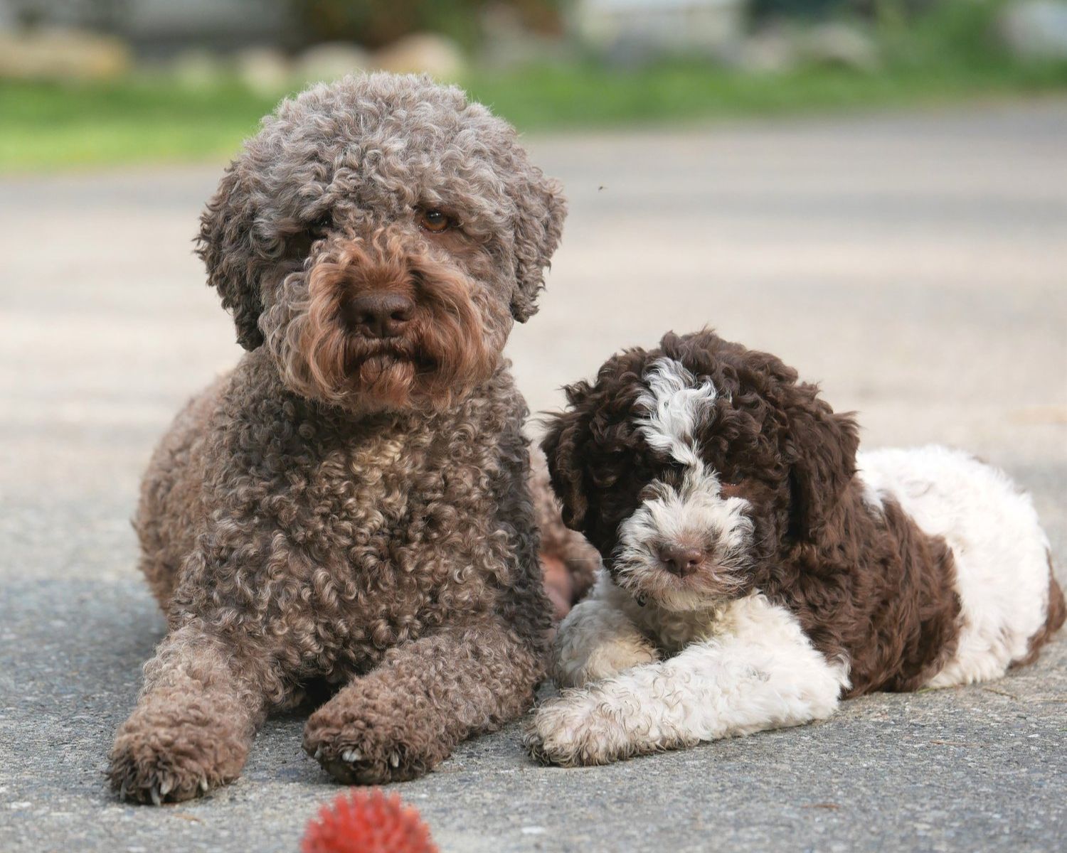 Lagotto Romagnolo Puppy s Lagotto Romagnolo Puppy s