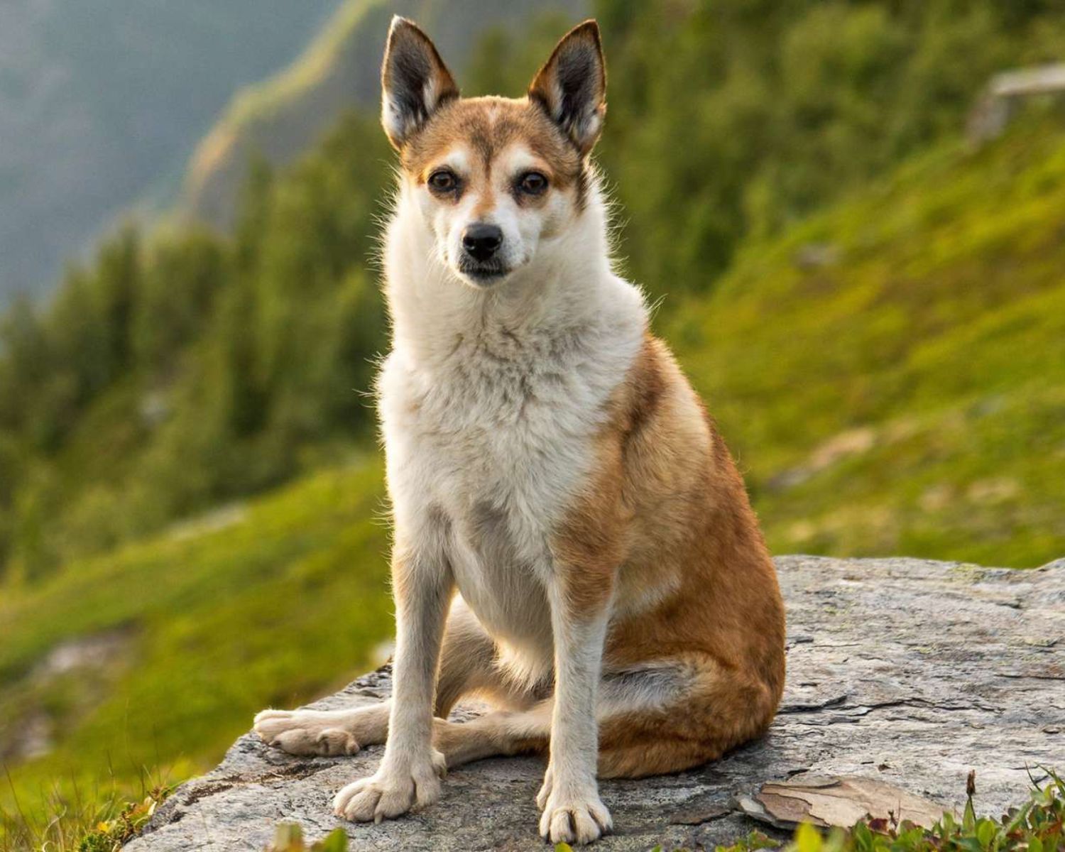 8-extraordinary-facts-about-norwegian-lundehund