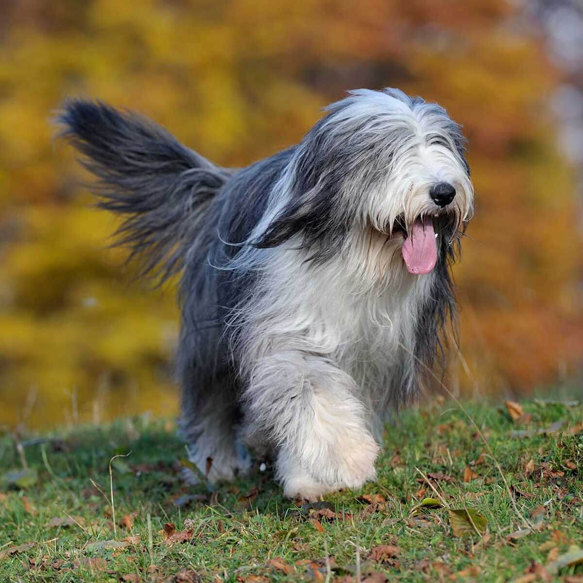 8-fascinating-facts-about-bearded-collie