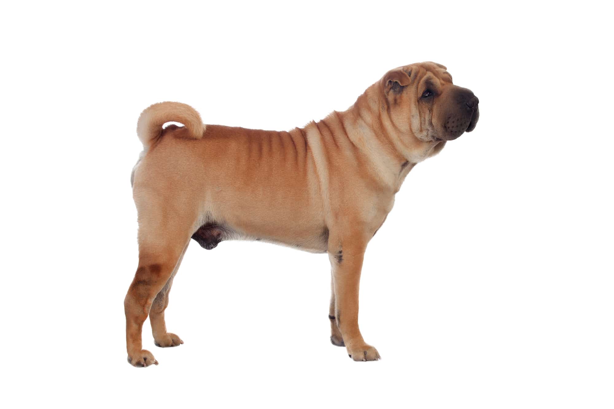 8-intriguing-facts-about-shar-pei