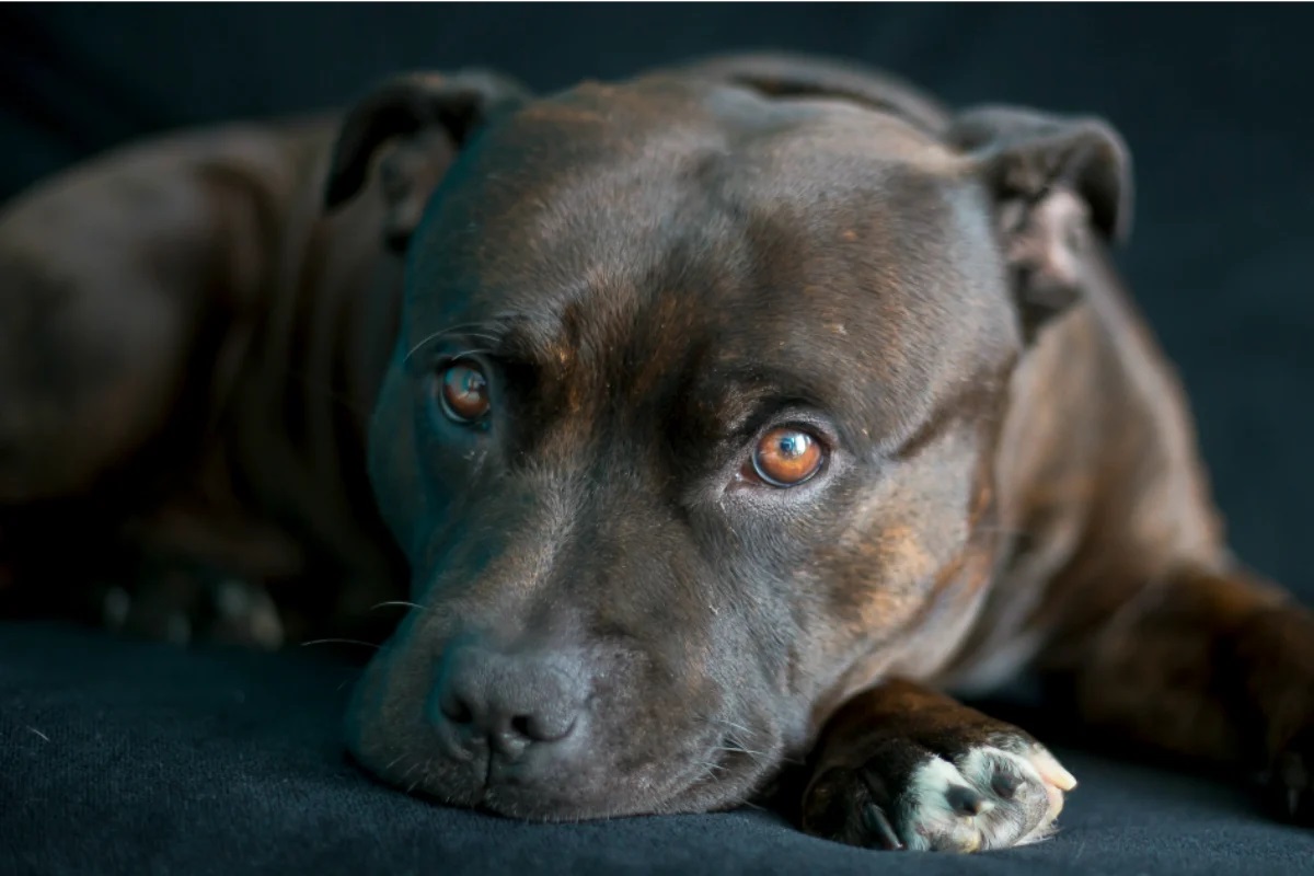 8-intriguing-facts-about-staffordshire-bull-terrier