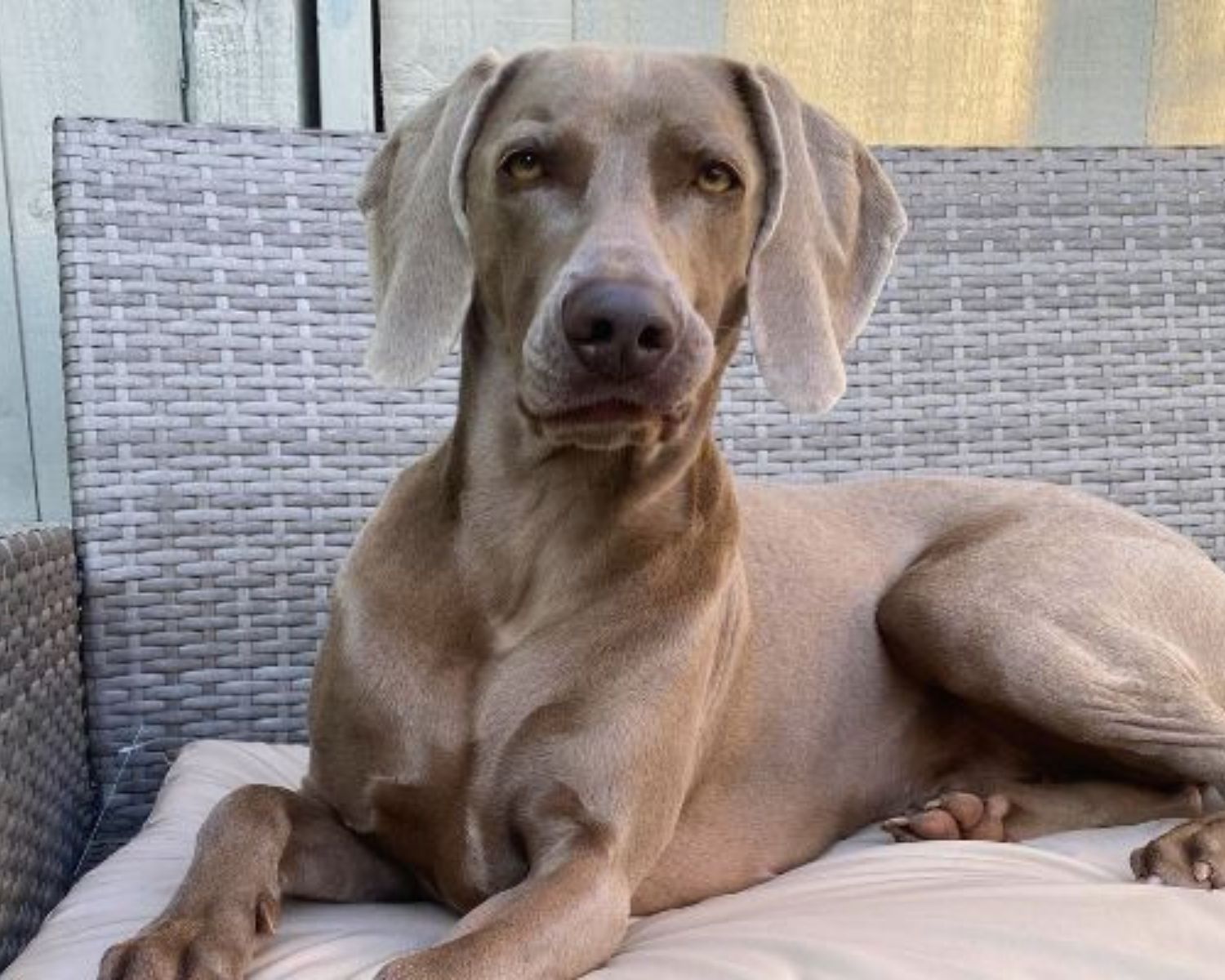8-intriguing-facts-about-weimaraner