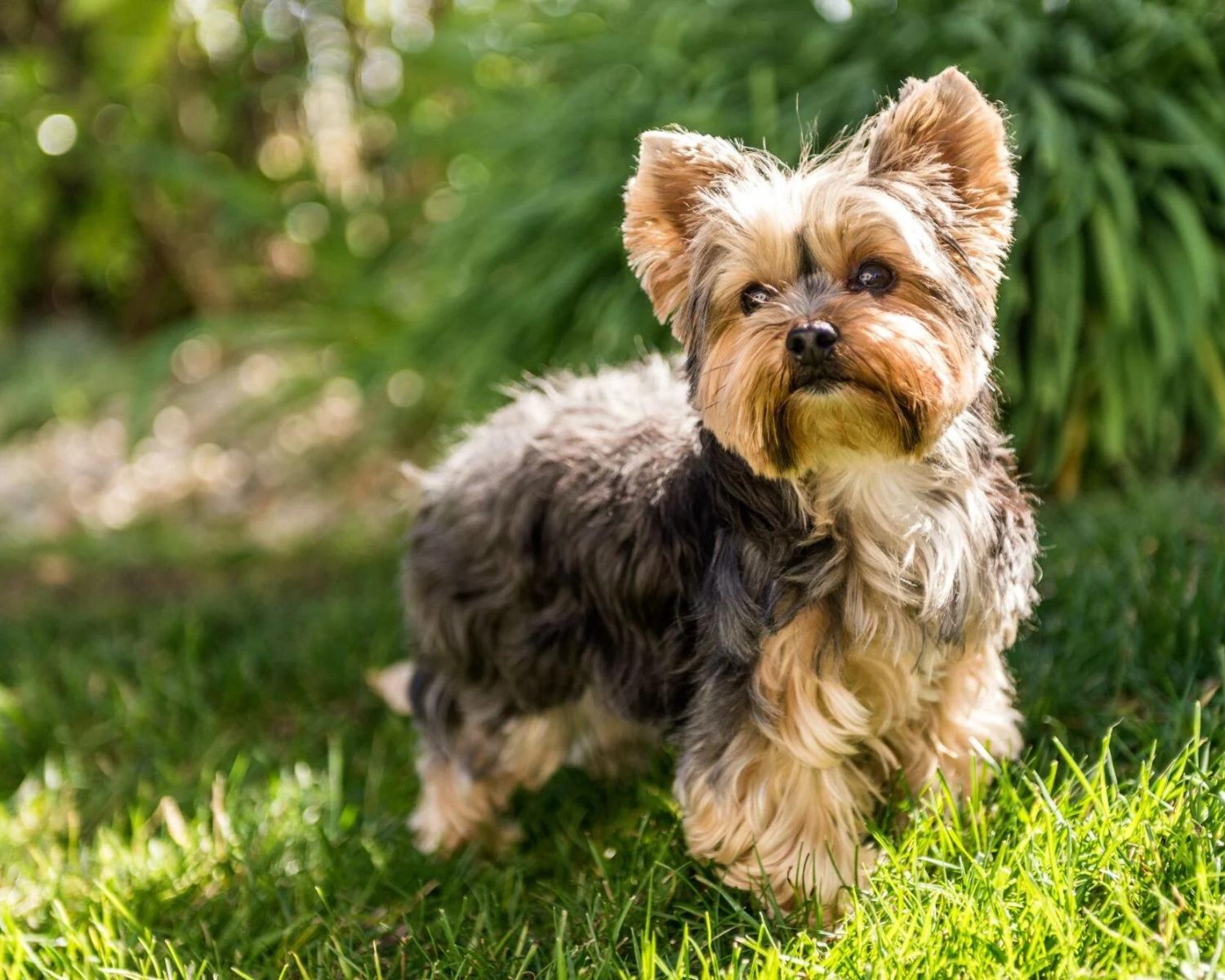 8-intriguing-facts-about-yorkshire-terrier