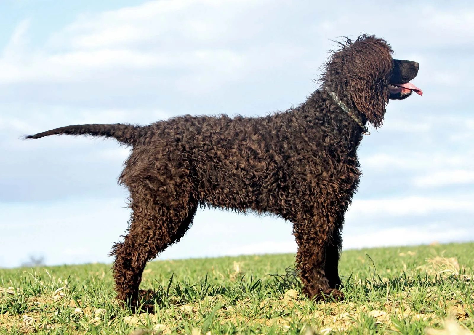 8-mind-blowing-facts-about-tweed-water-spaniel