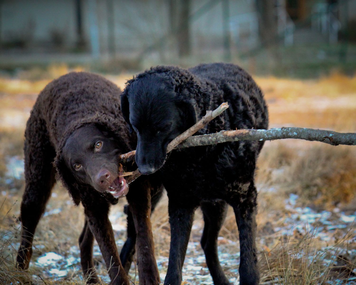 8-surprising-facts-about-curly-coated-retriever
