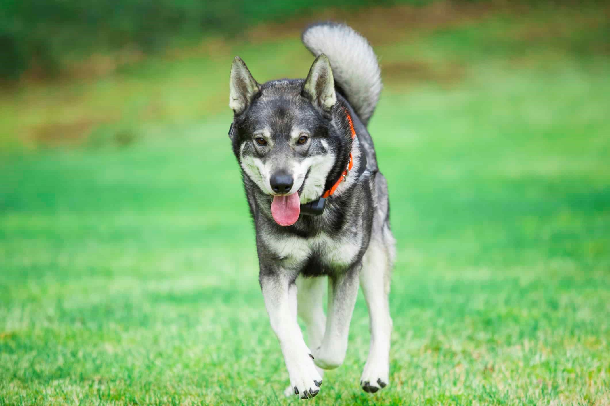 8-unbelievable-facts-about-jamthund-swedish-elkhound