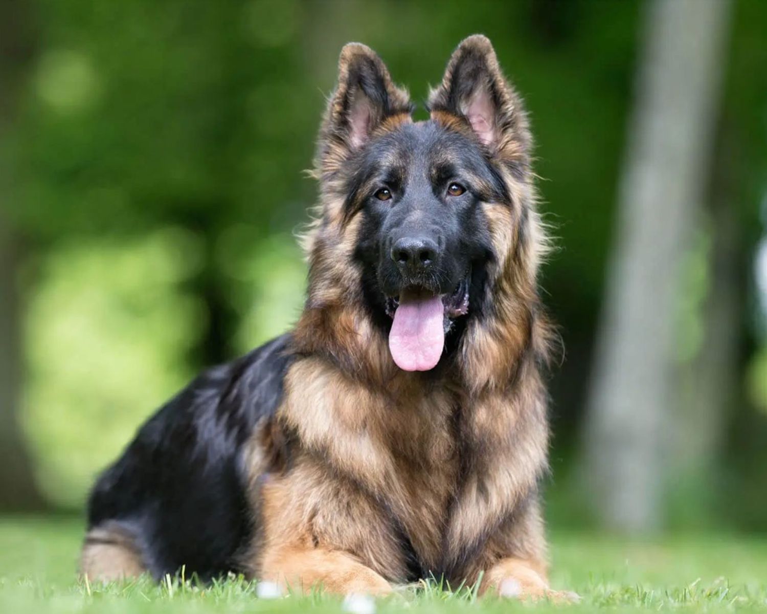 8-unbelievable-facts-about-king-shepherd