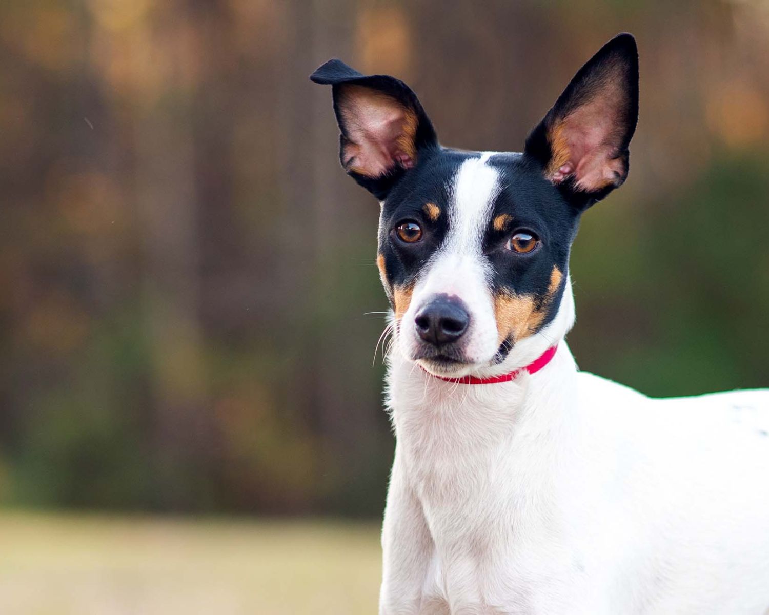 8-unbelievable-facts-about-rat-terrier