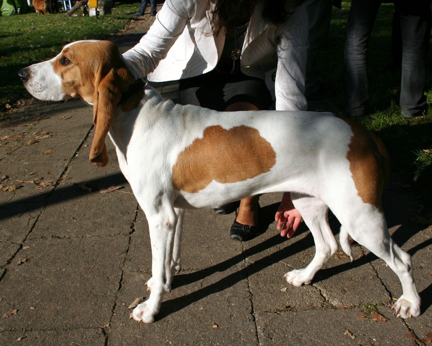 9-astounding-facts-about-schweizer-laufhund