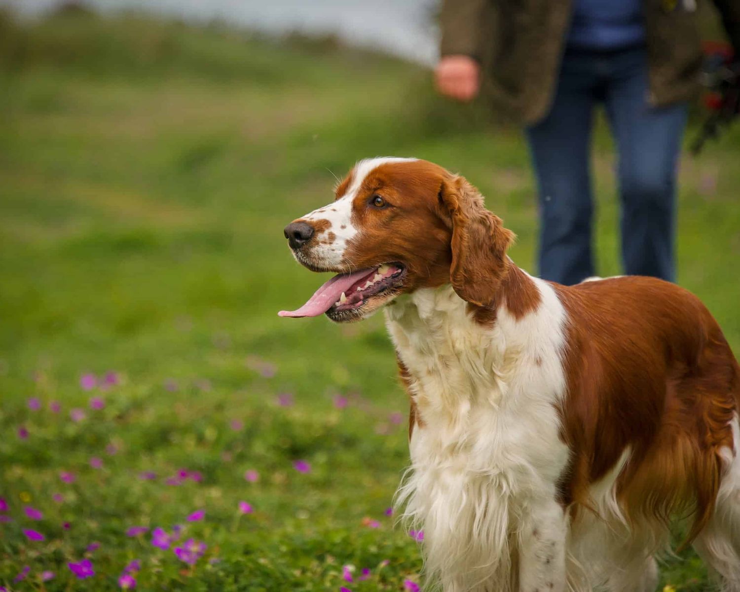 9-astounding-facts-about-welsh-springer-spaniel