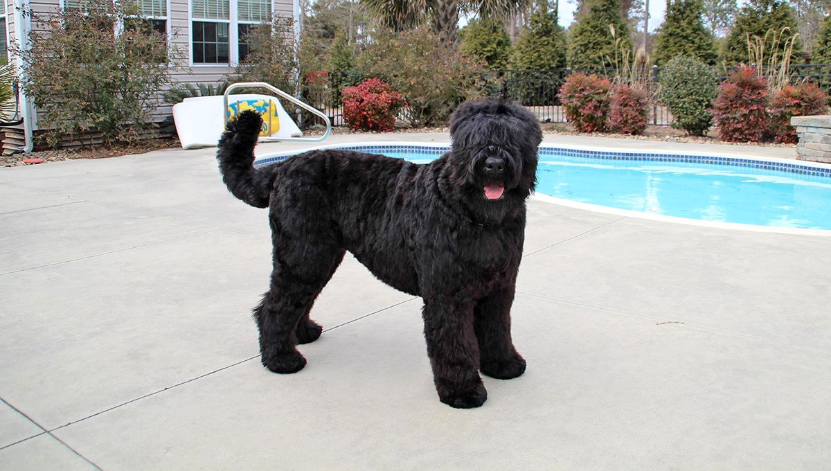 9-captivating-facts-about-black-russian-terrier