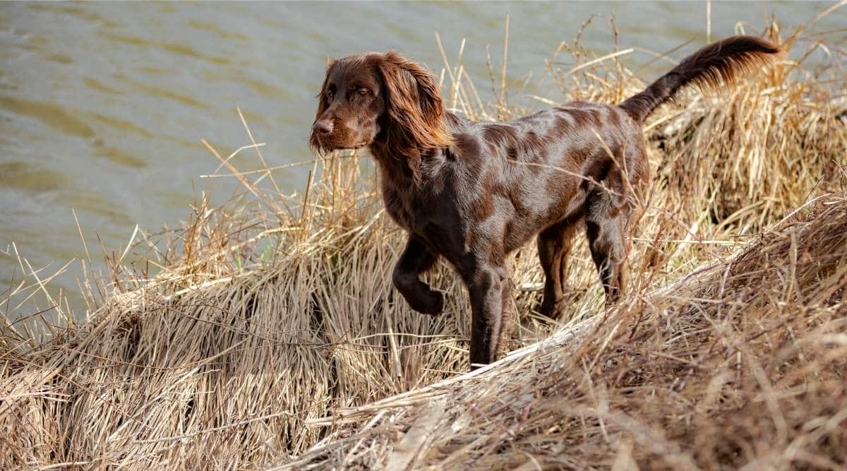 9-captivating-facts-about-german-longhaired-pointer