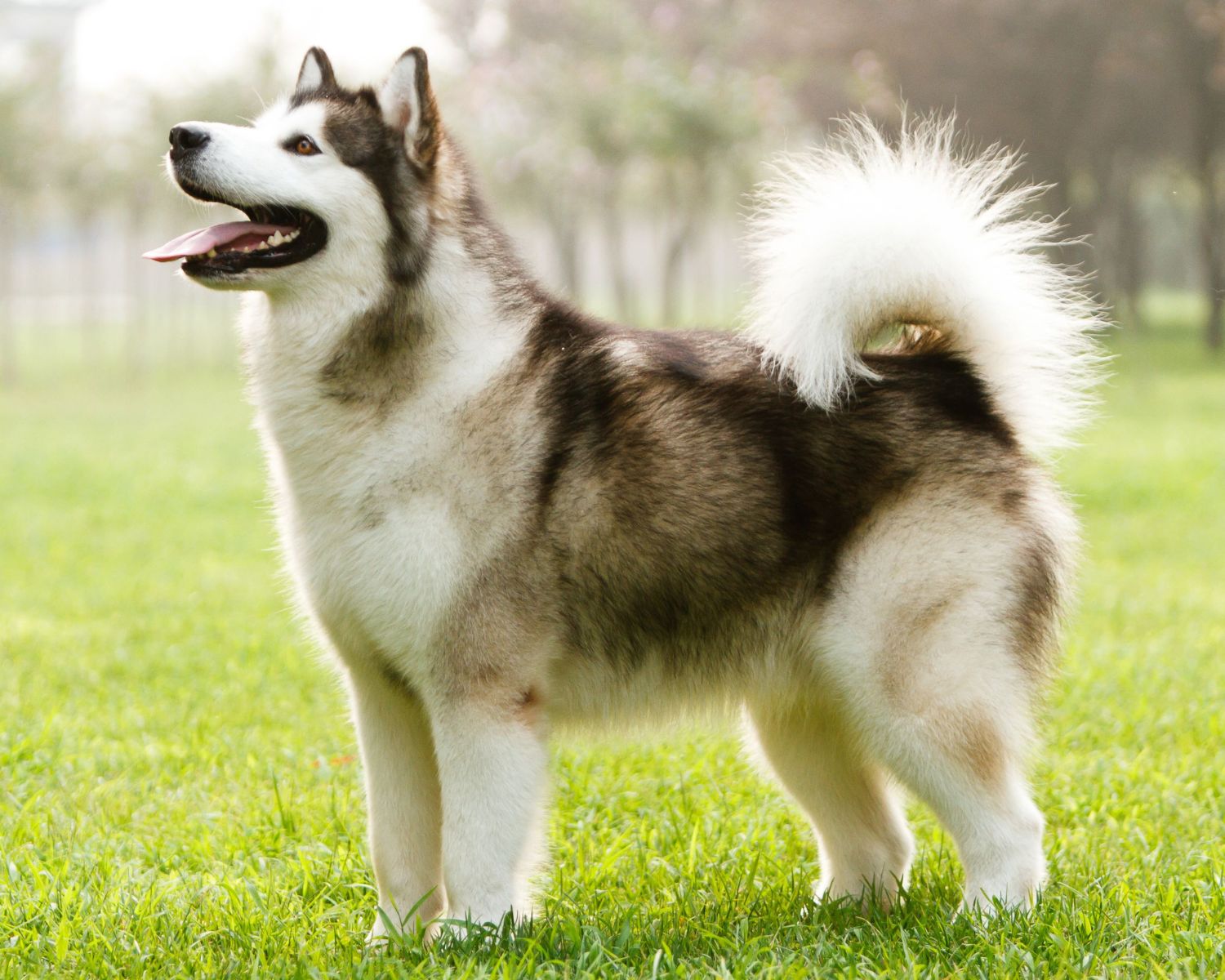 9-captivating-facts-about-malamute