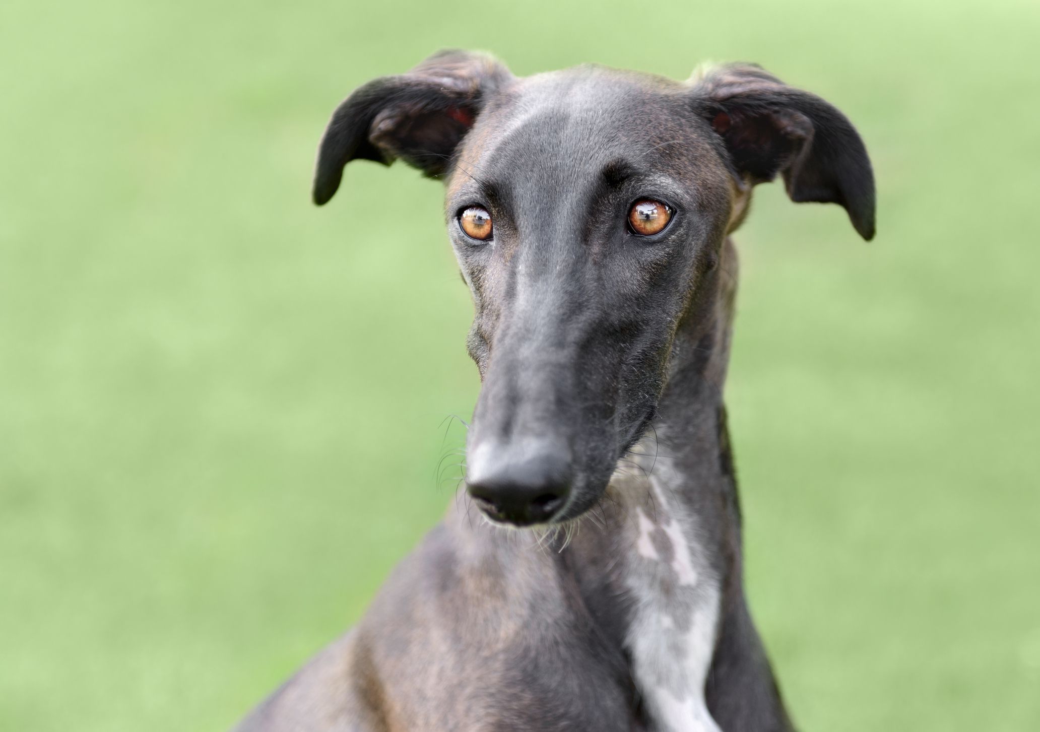 9-enigmatic-facts-about-galgo-espanol-spanish-greyhound