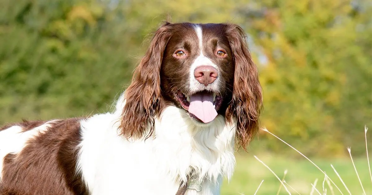 9-enigmatic-facts-about-russian-spaniel