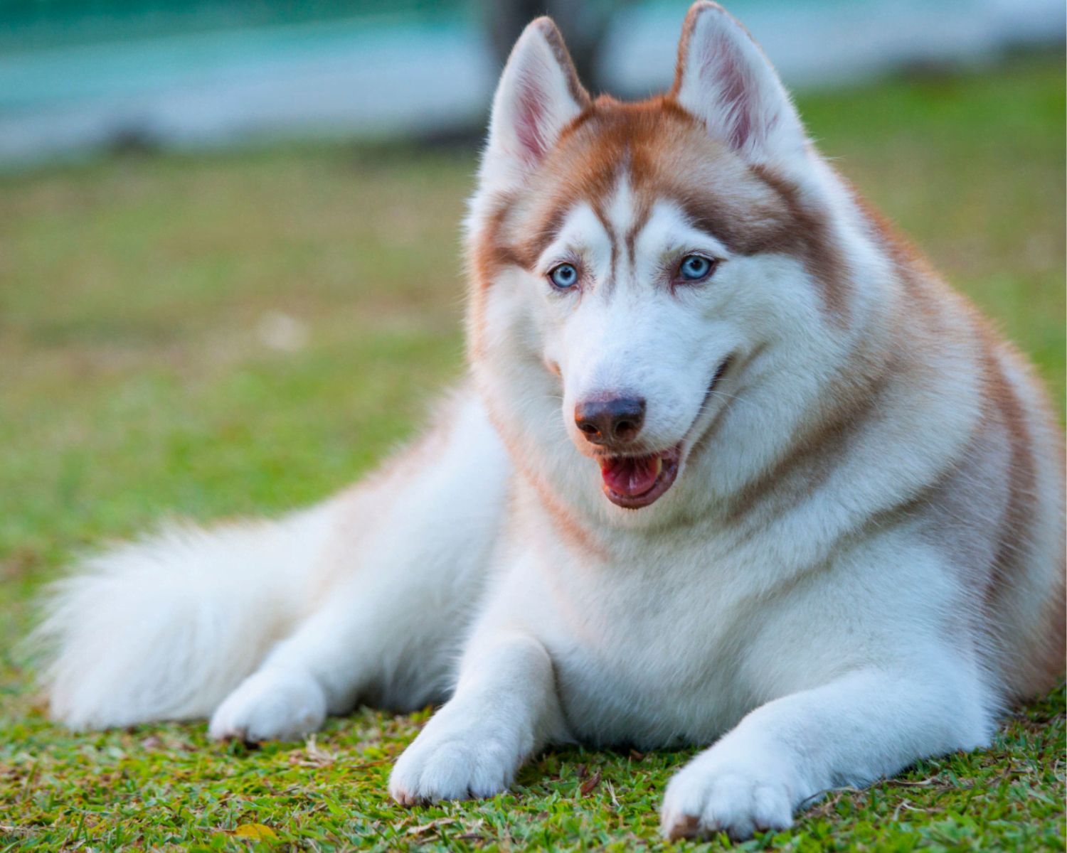 9-enigmatic-facts-about-siberian-husky