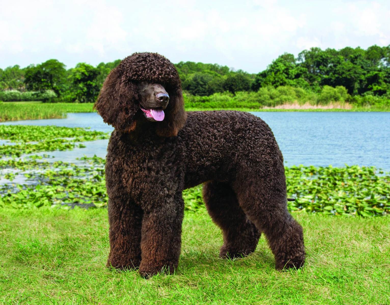 9-fascinating-facts-about-irish-water-spaniel