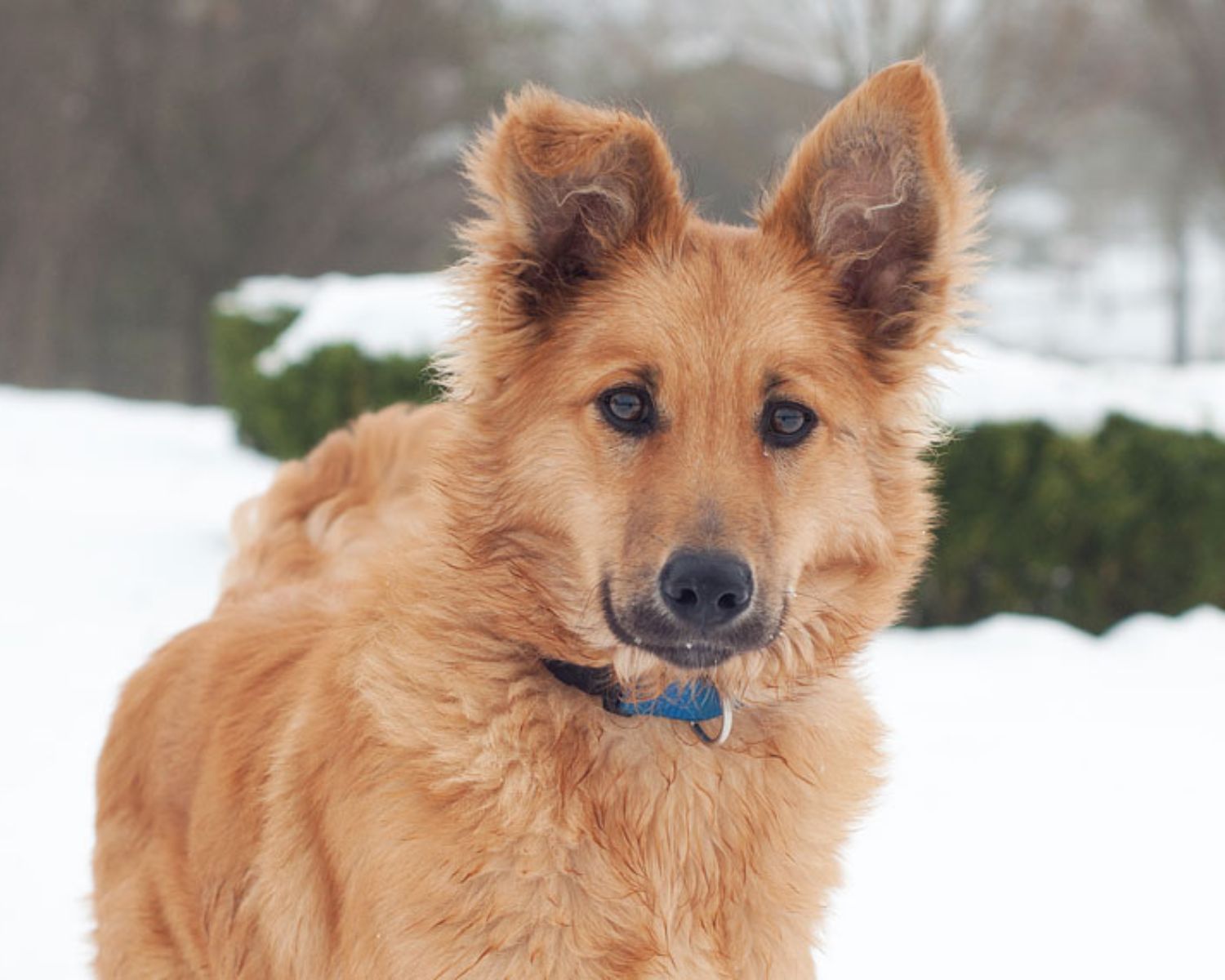 9-intriguing-facts-about-basque-shepherd-dog