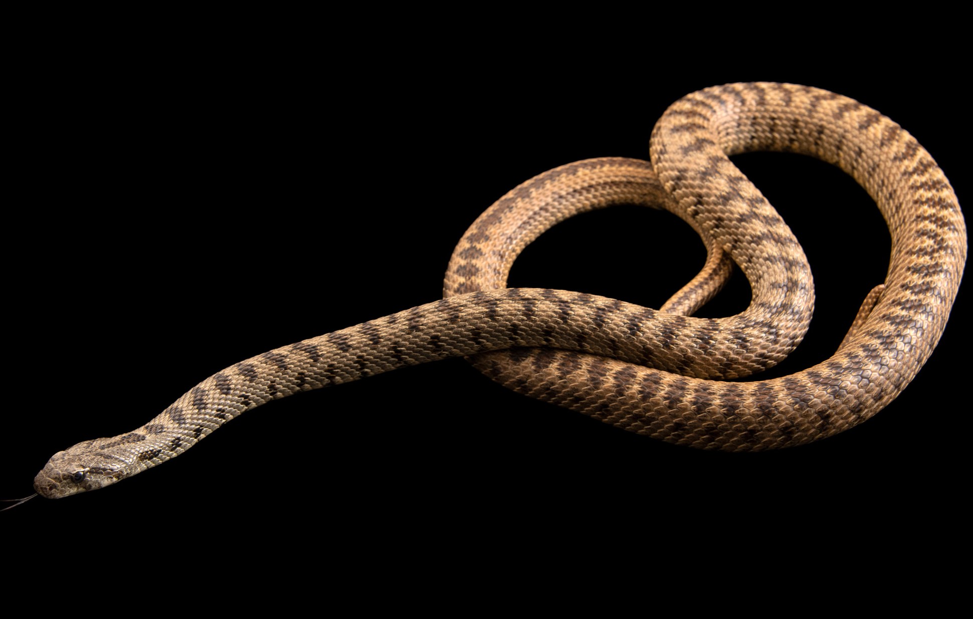 9-intriguing-facts-about-spotted-whip-snake