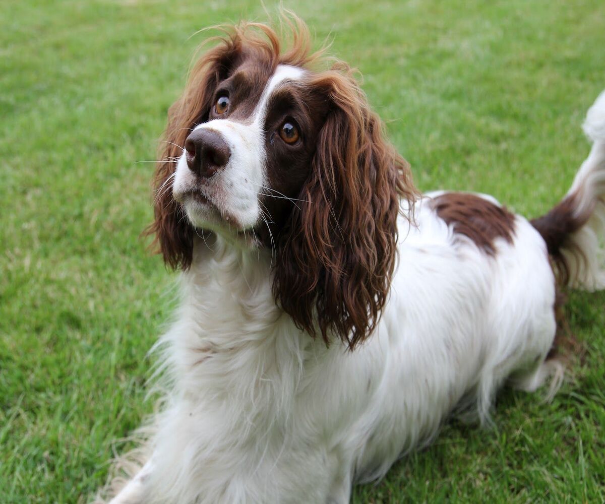 9-mind-blowing-facts-about-french-spaniel