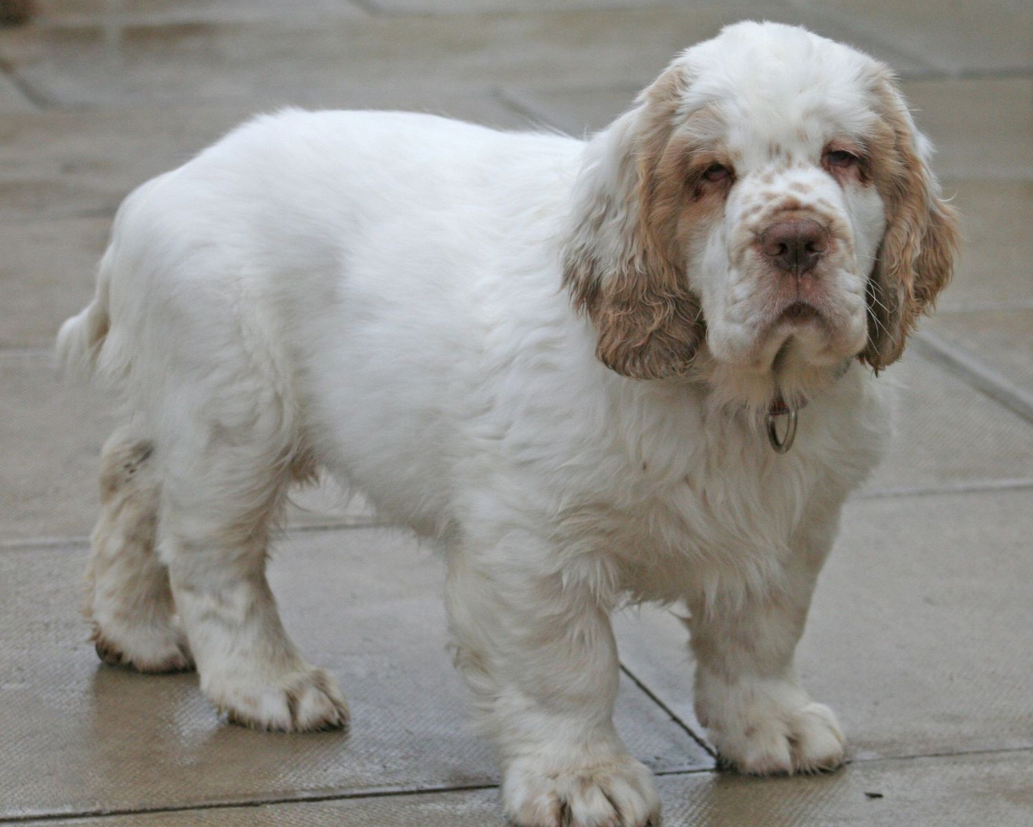 9-surprising-facts-about-clumber-spaniel