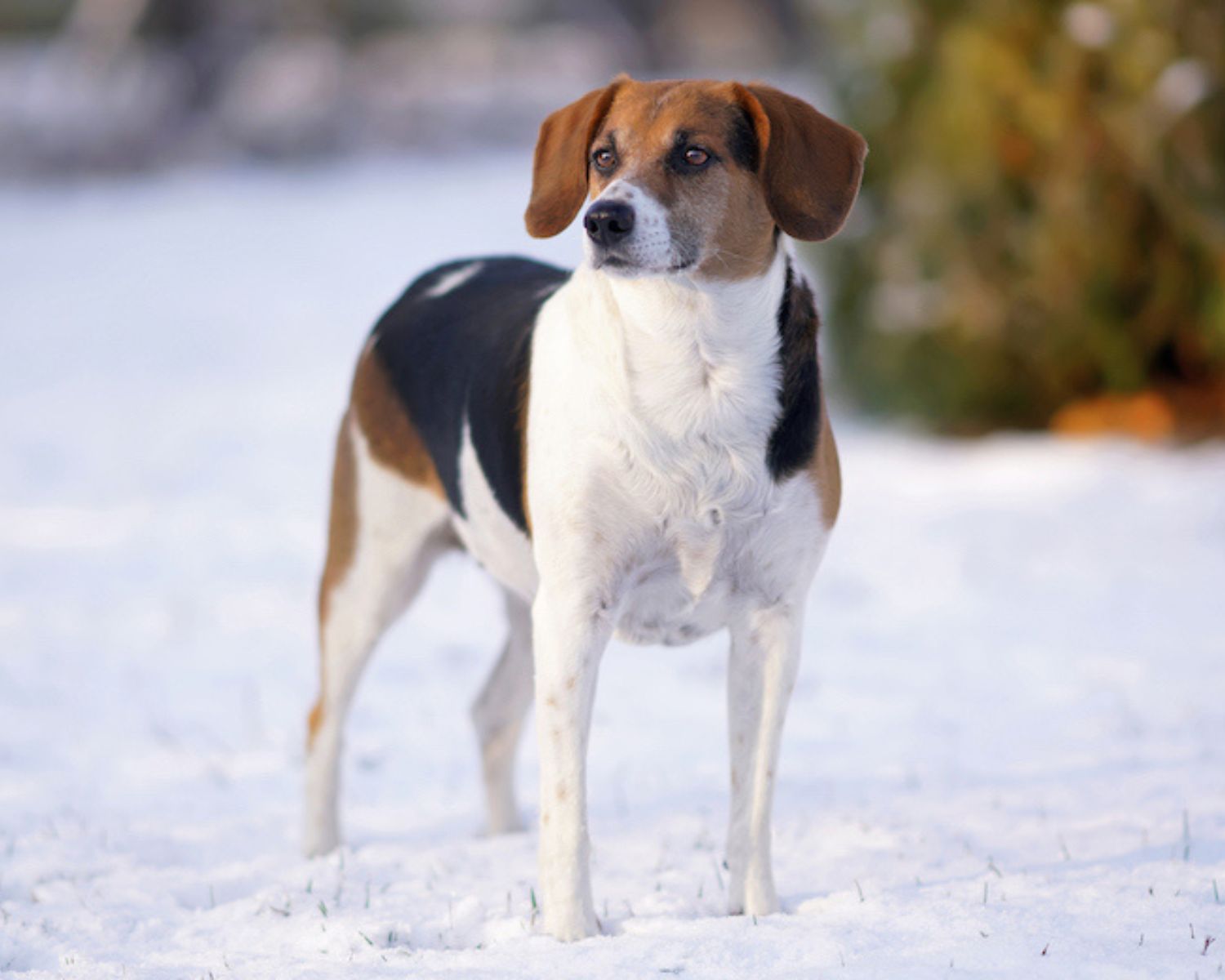 9-surprising-facts-about-estonian-hound