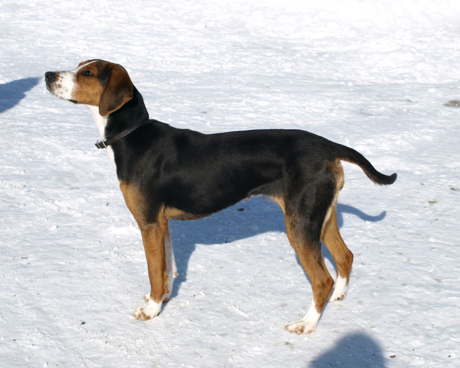 9-surprising-facts-about-finnish-hound