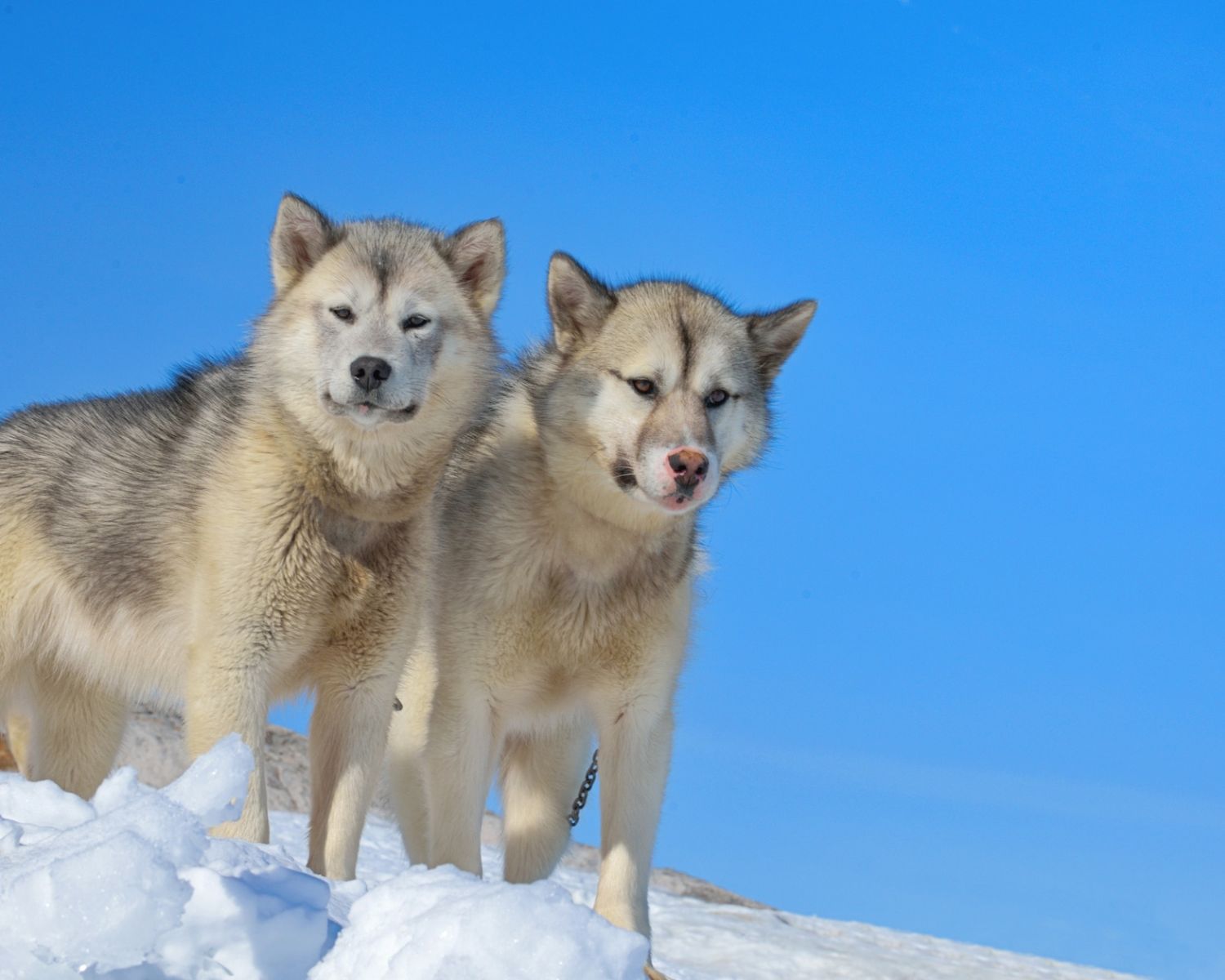 9-unbelievable-facts-about-greenland-dog