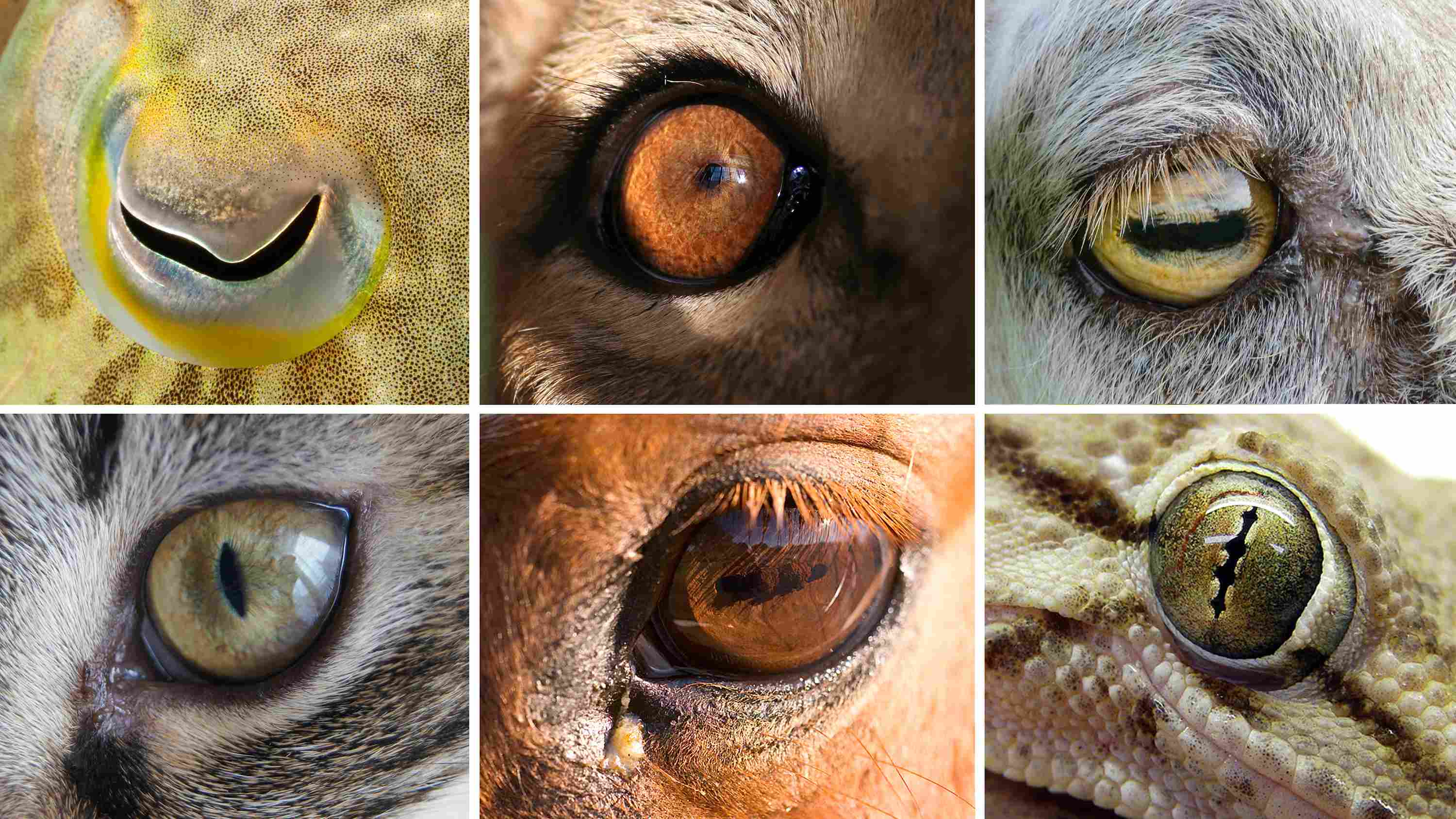 10-animal-eye-facts