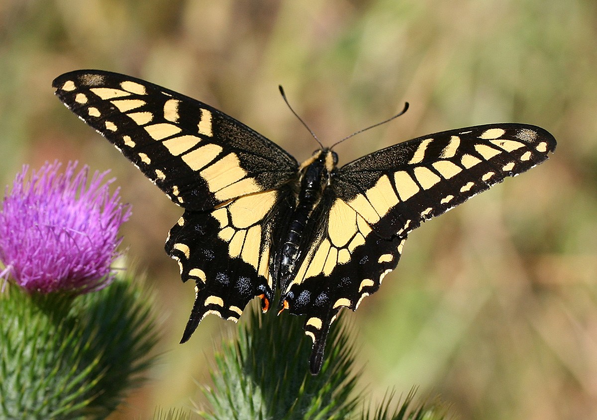 10-anise-swallowtail-butterfly-facts