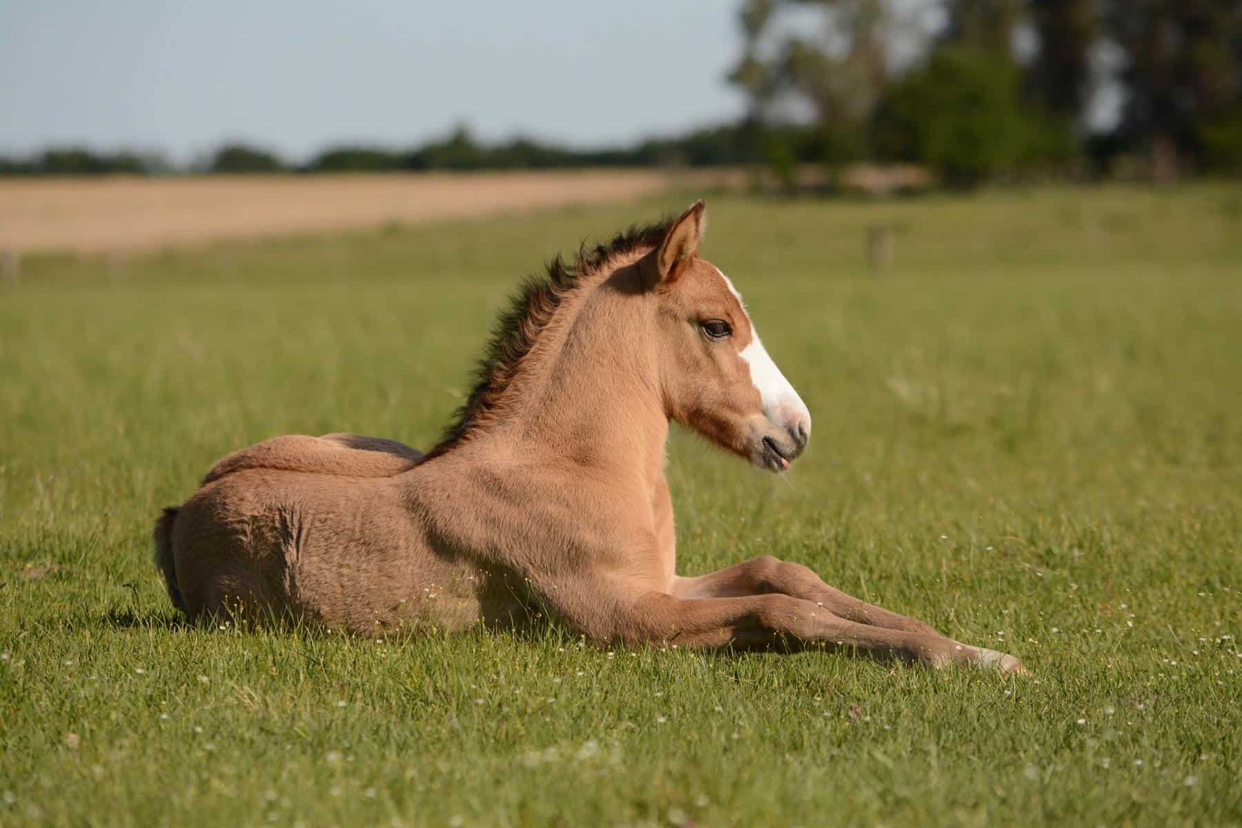 10-baby-horse-facts
