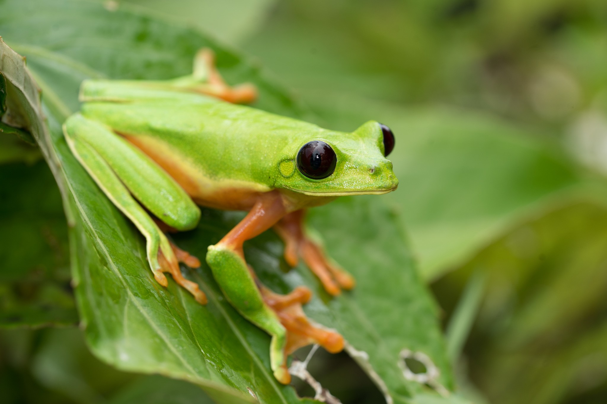 10-black-eyed-tree-frog-facts