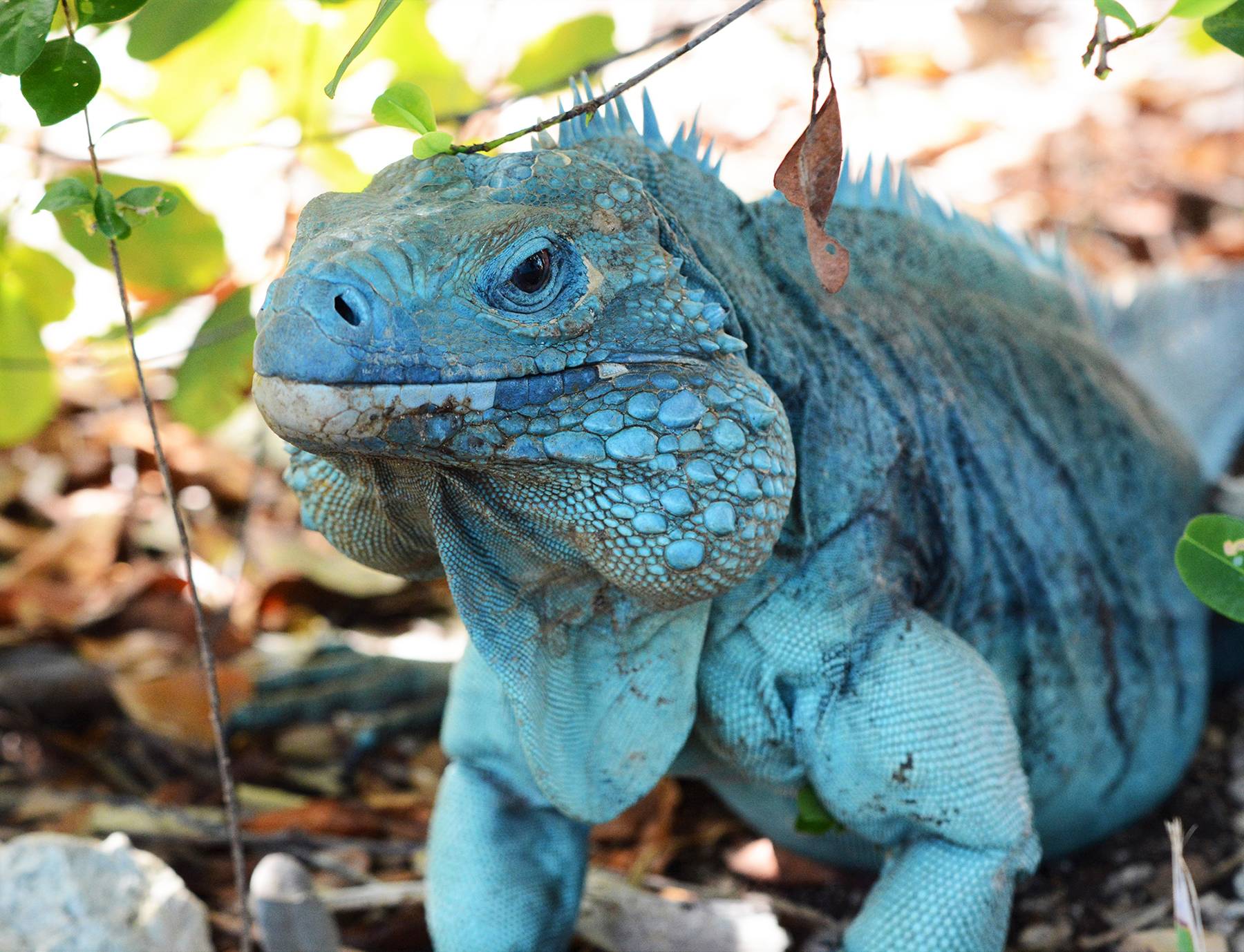 10-blue-iguana-facts