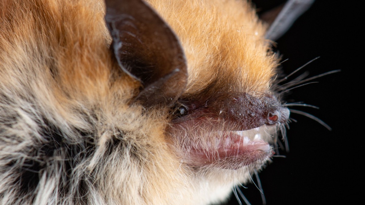 10-california-myotis-bat-facts