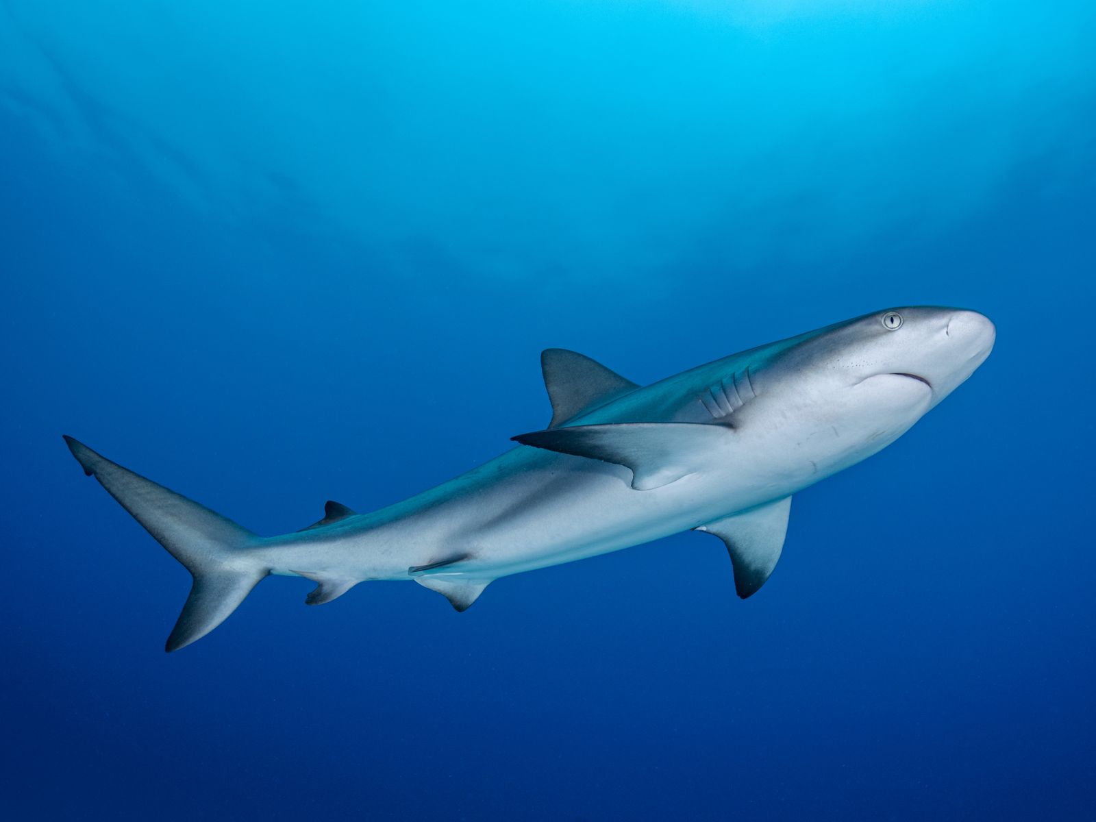 10-caribbean-reef-shark-facts
