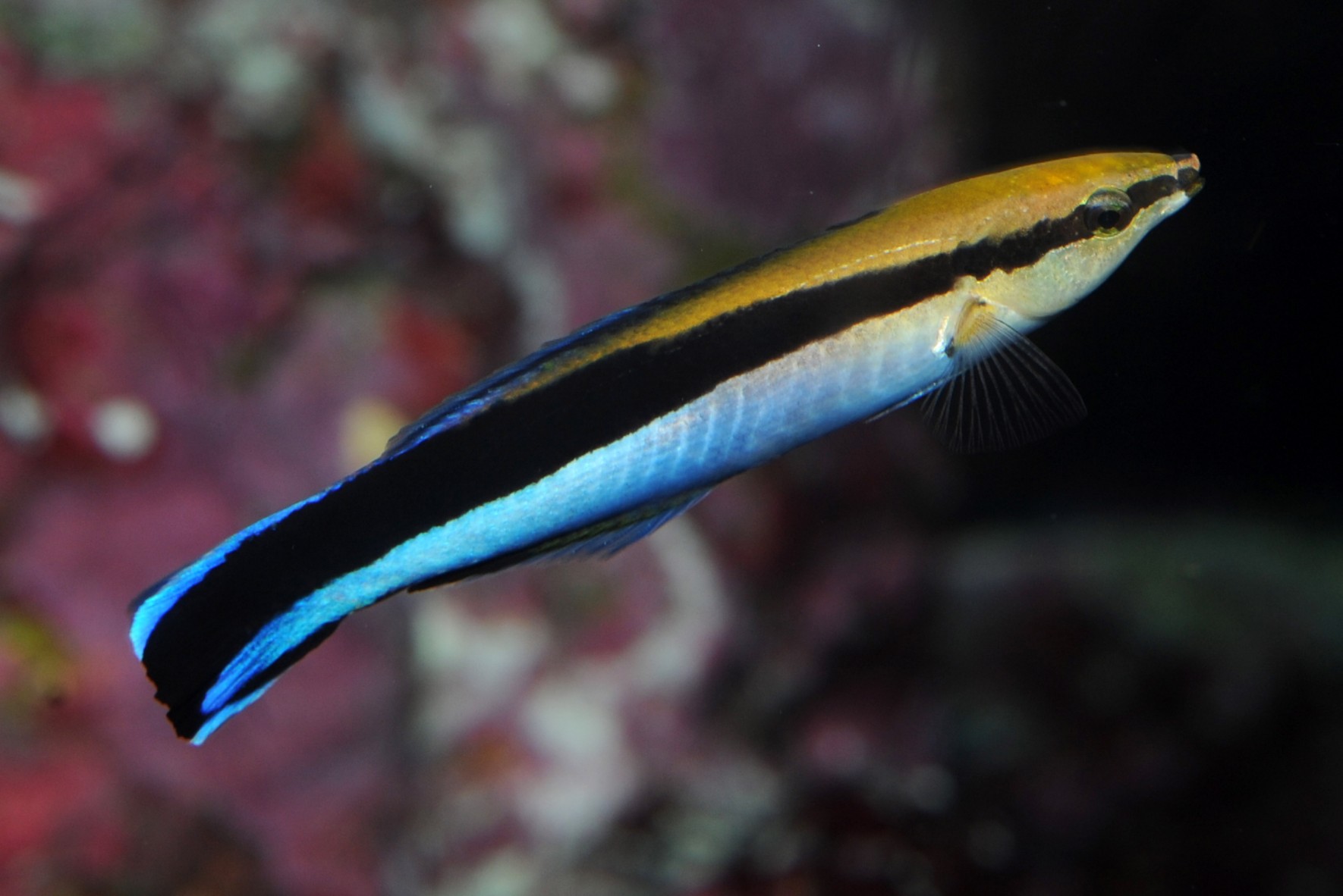 10-cleaner-wrasse-facts