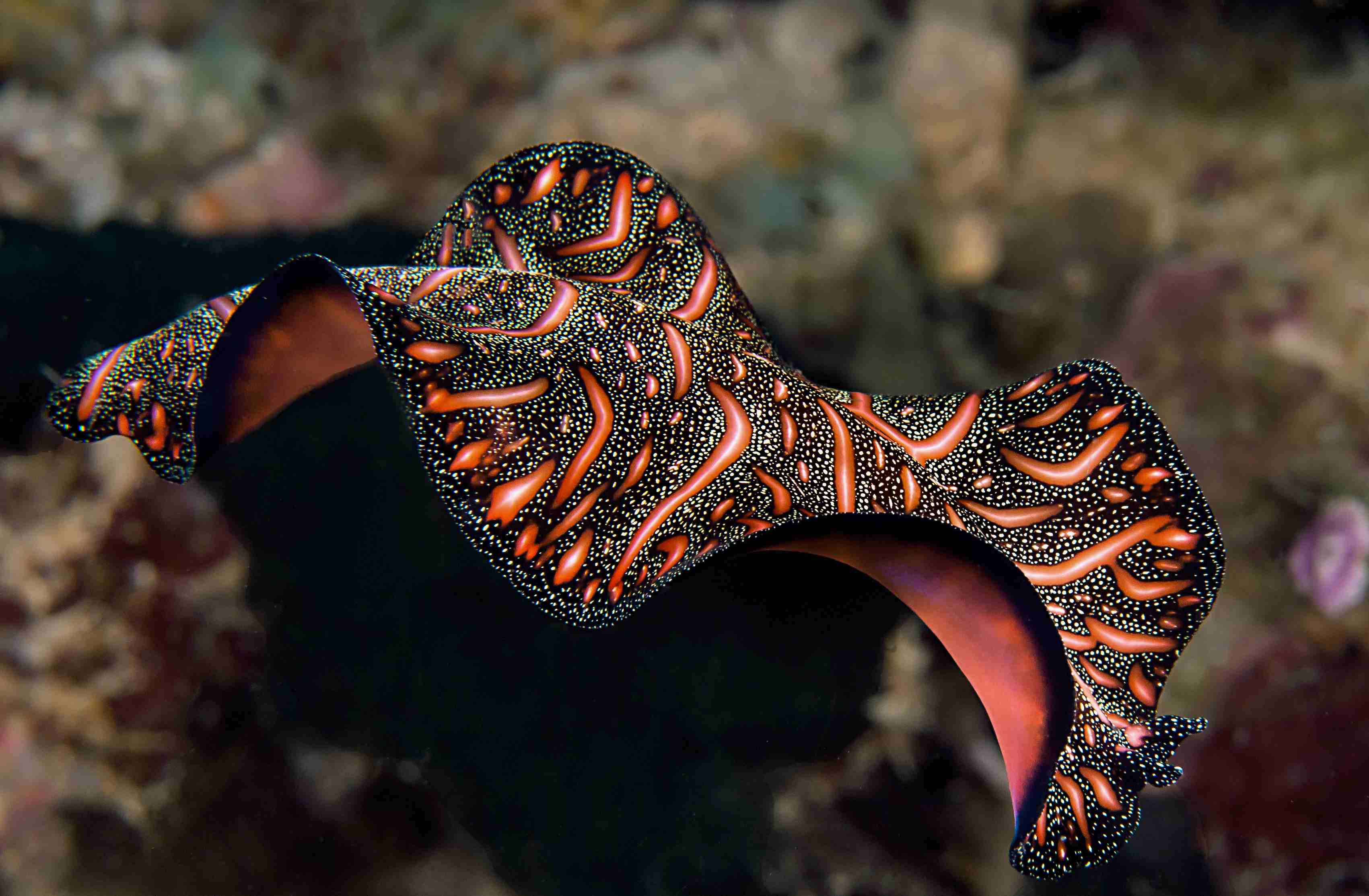 10-cool-facts-about-flatworms