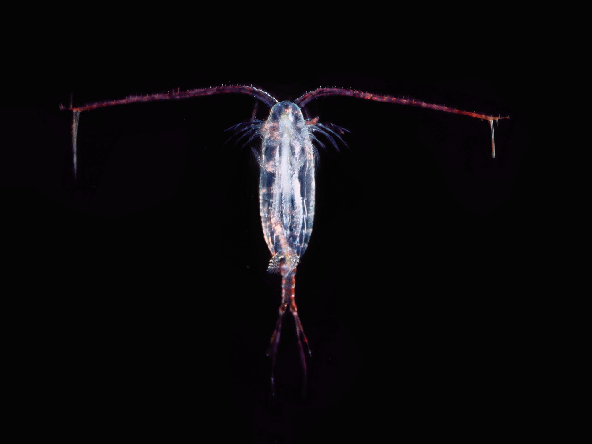 10-copepods-facts