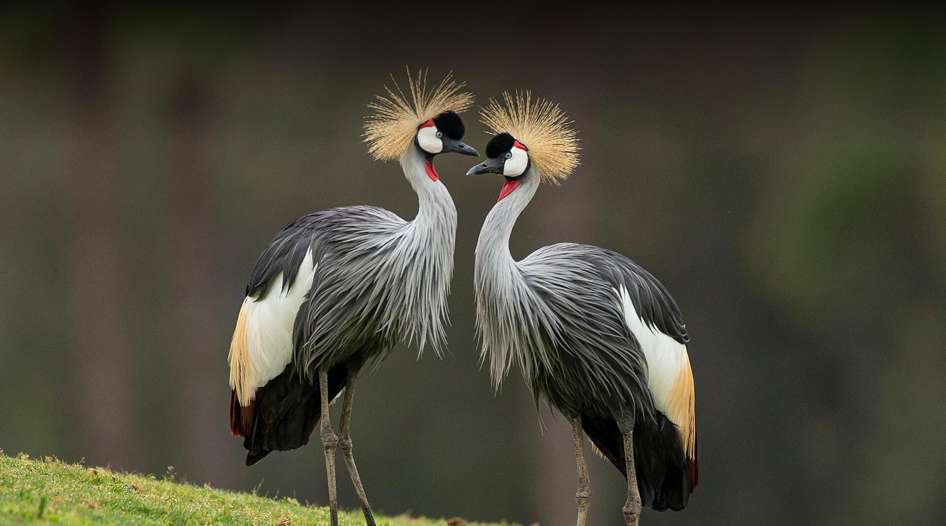 10-crowned-crane-facts